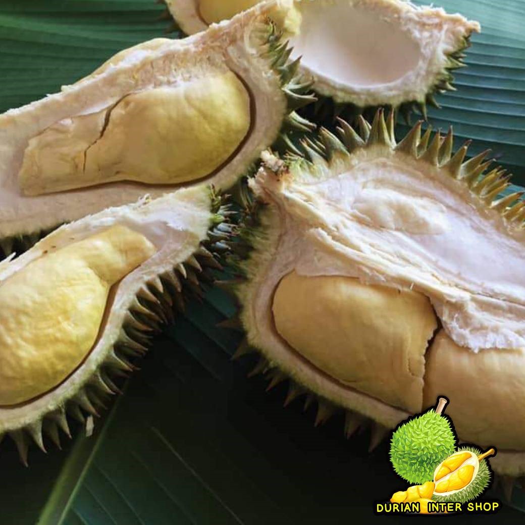 ทุเรียนหลงลับแล