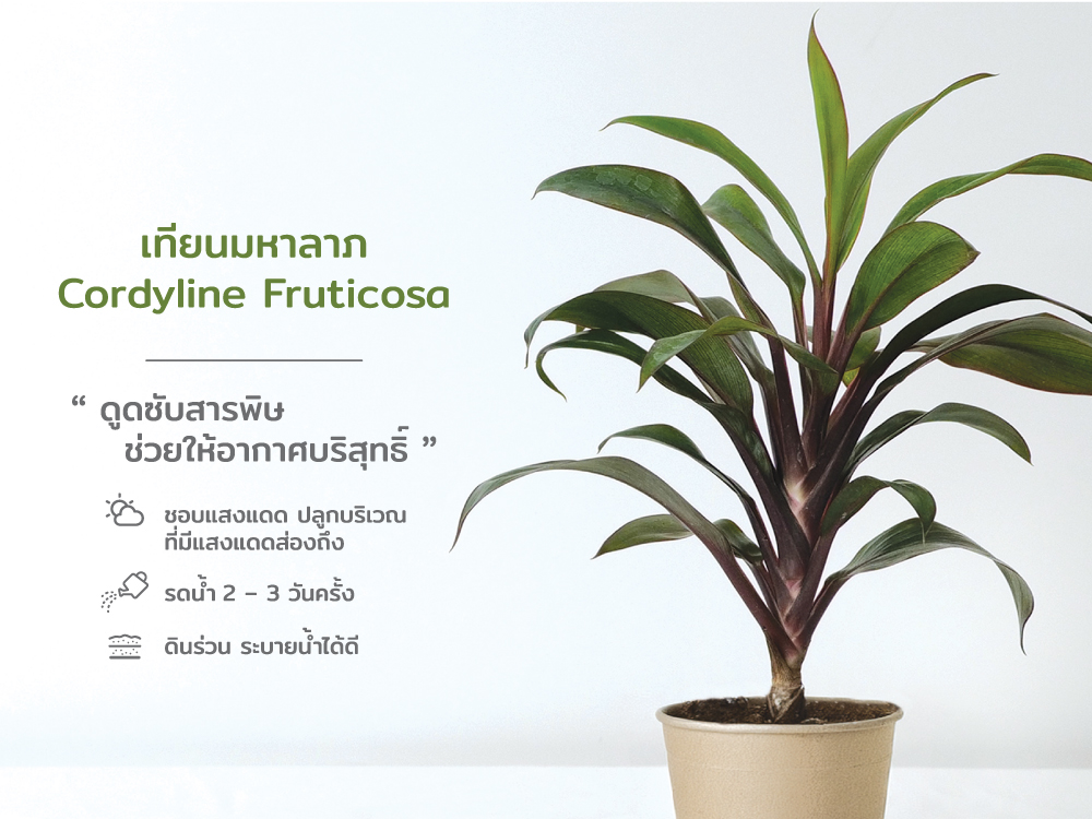 ปฏิทิน ปฎิทินตั้งโต๊ะ2568 Calendar2025 ชุด12พันธุ์ไม้ฟอกอากาศ ปฏิทินไทย มีบอกวันพระ วันหยุด