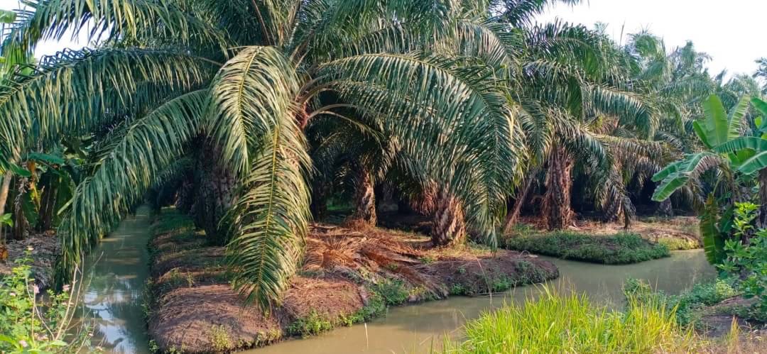 ขายที่ดิน 2 ไร่ 2 งาน99ตรว. ต.นพรัตน์ อ.หนองเสือ จ.ปทุมธานี