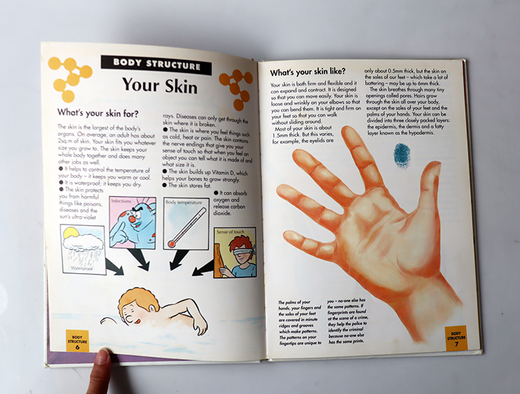 How my body works The Skin