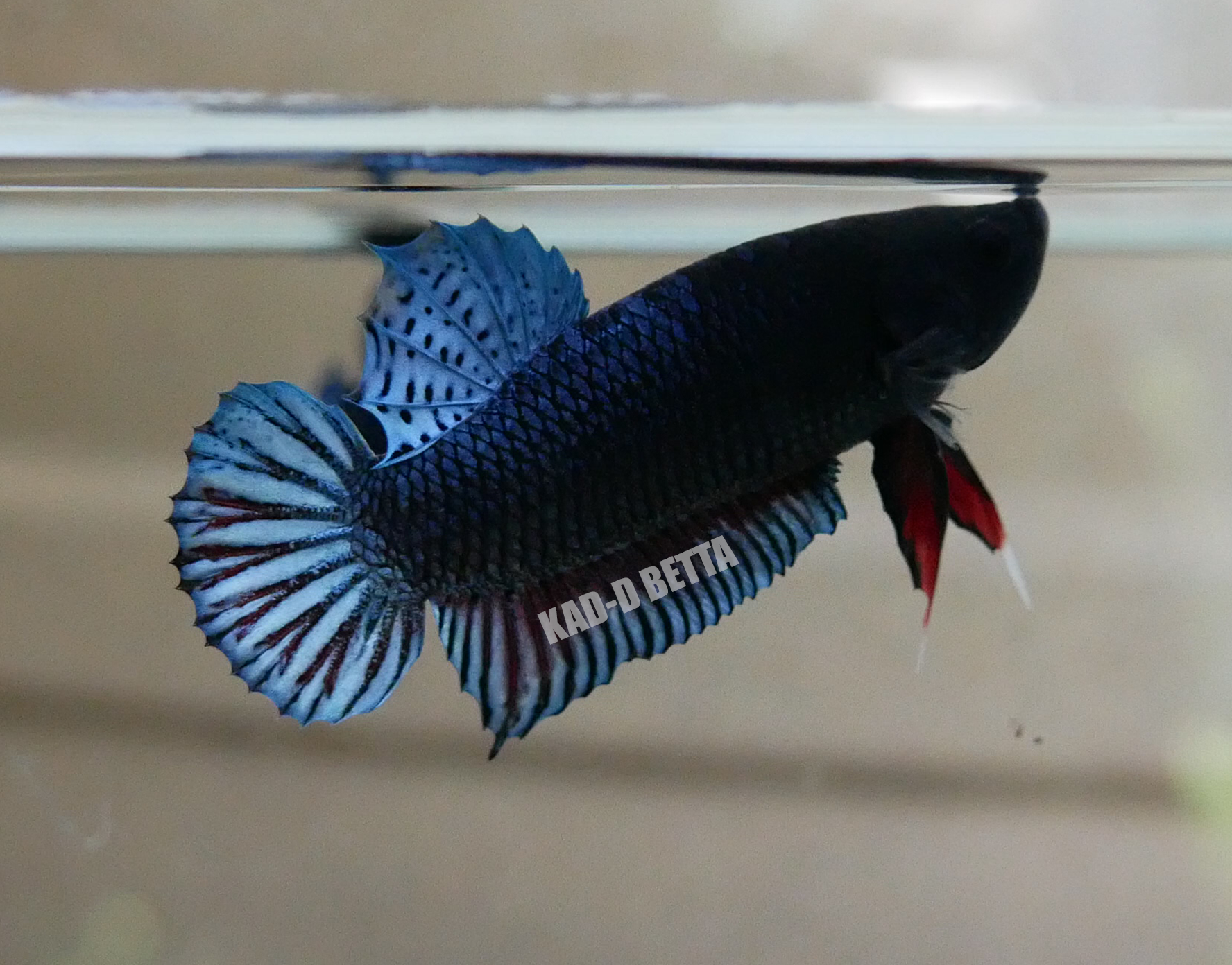ชุด 6 ตัว ขนาด 1.2-1.5 คละสี คละเบอร์