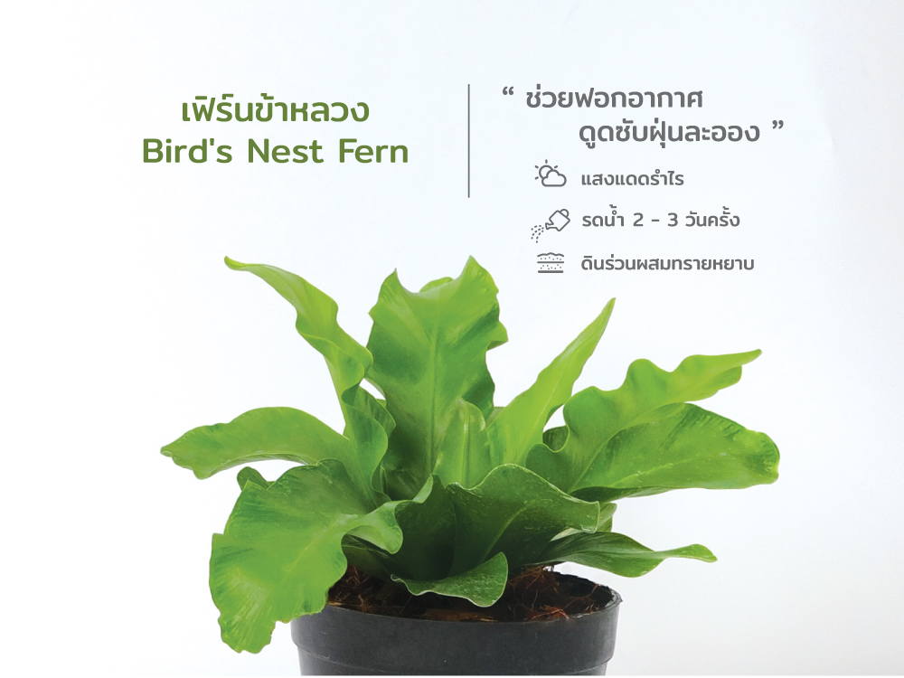 ปฏิทิน ปฎิทินตั้งโต๊ะ2568 Calendar2025 ชุด12พันธุ์ไม้ฟอกอากาศ ปฏิทินไทย มีบอกวันพระ วันหยุด