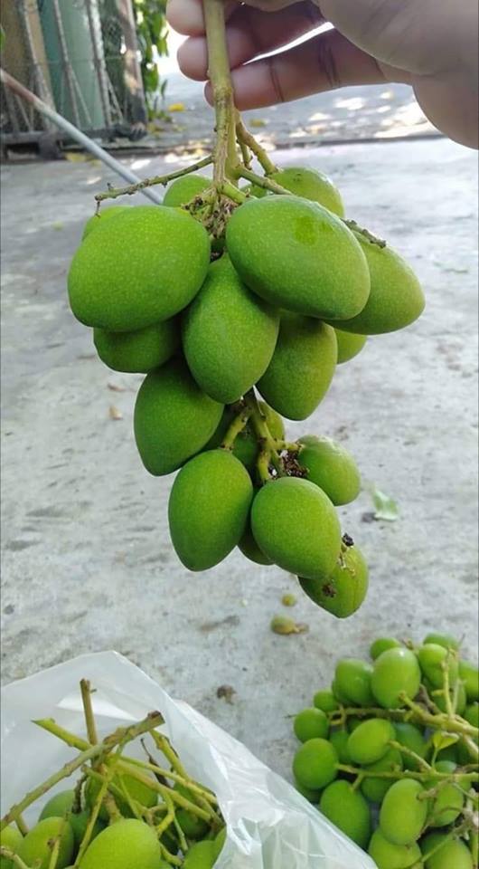 มะม่วงเบา ส่งทั่วไทย