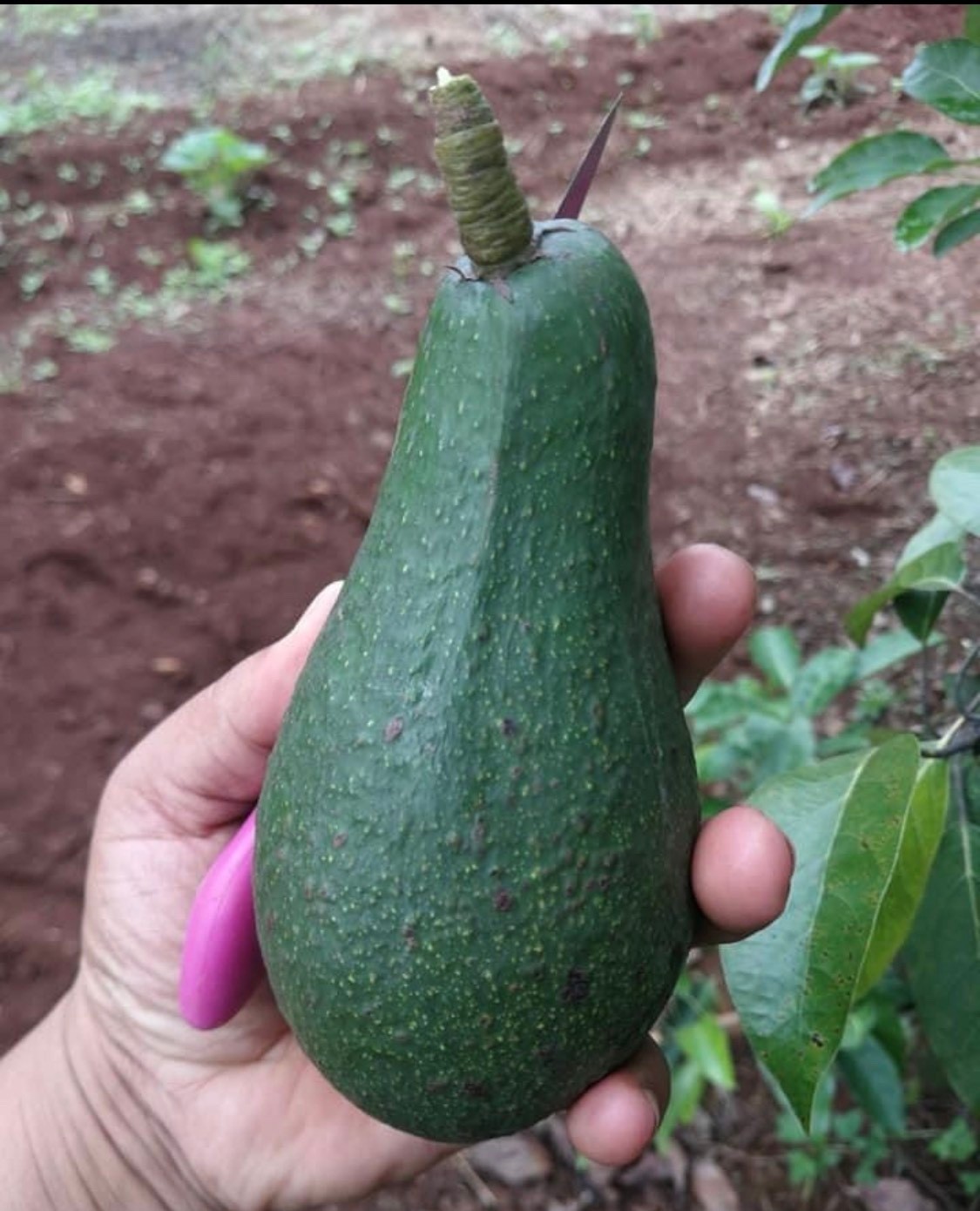 อะโวคาโด พันธุ์เฟอร์เต้