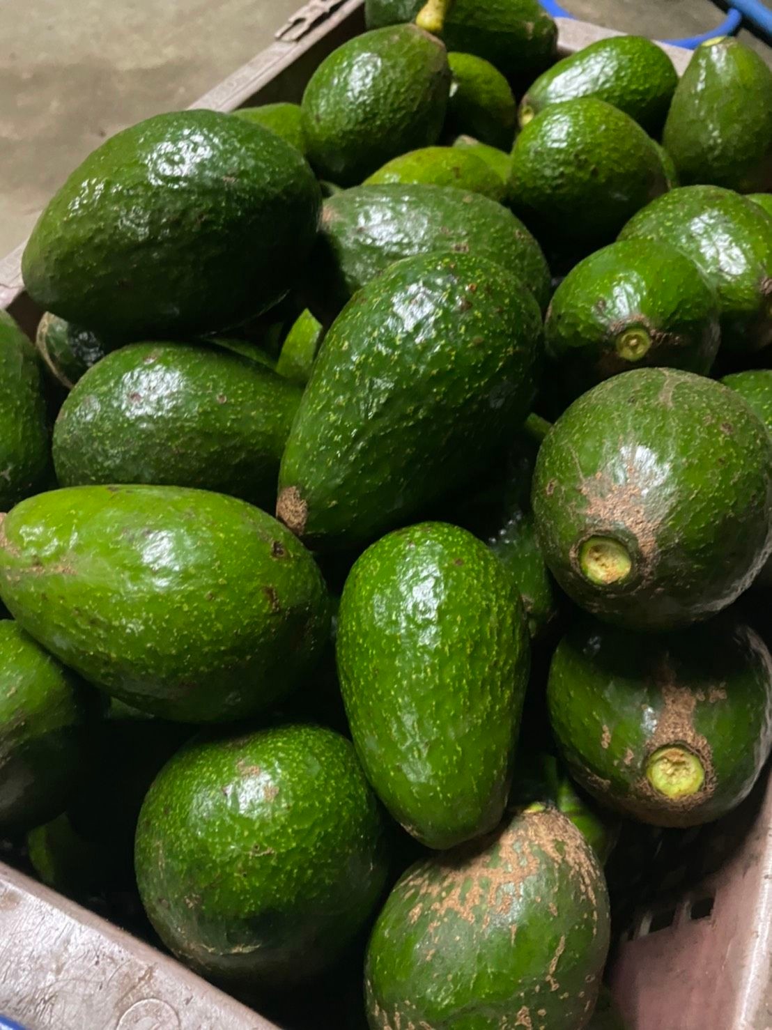 อะโวคาโด พื้นเมืองเชียงใหม่