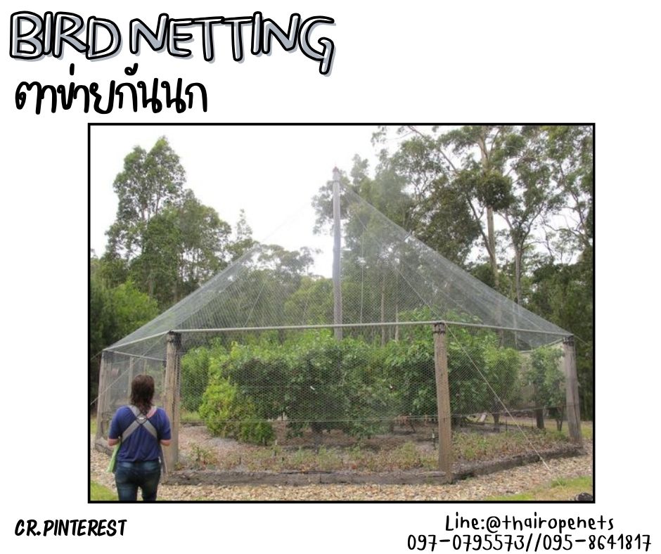 อวนตาข่ายดักนก bird netting สีเขียวขี้ม้า ความสูง 6 เมตร รุ่นเชือกหนา 1.3 มิล ช่องตา 2.5 cm. กดเลือกความยาวตามต้องการได้เลย