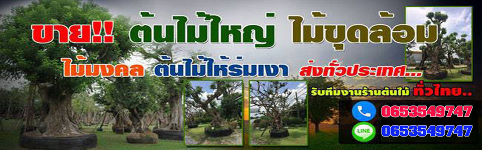 A254 ต้นไม้ปลูกหน้าบ้าน