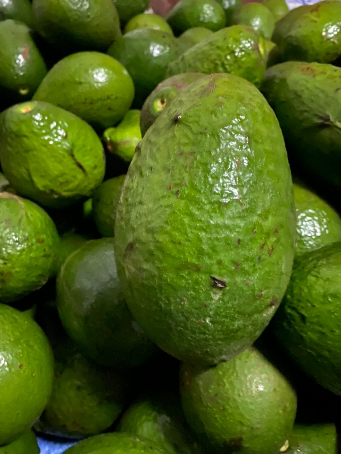 อะโวคาโด พื้นเมืองเชียงใหม่