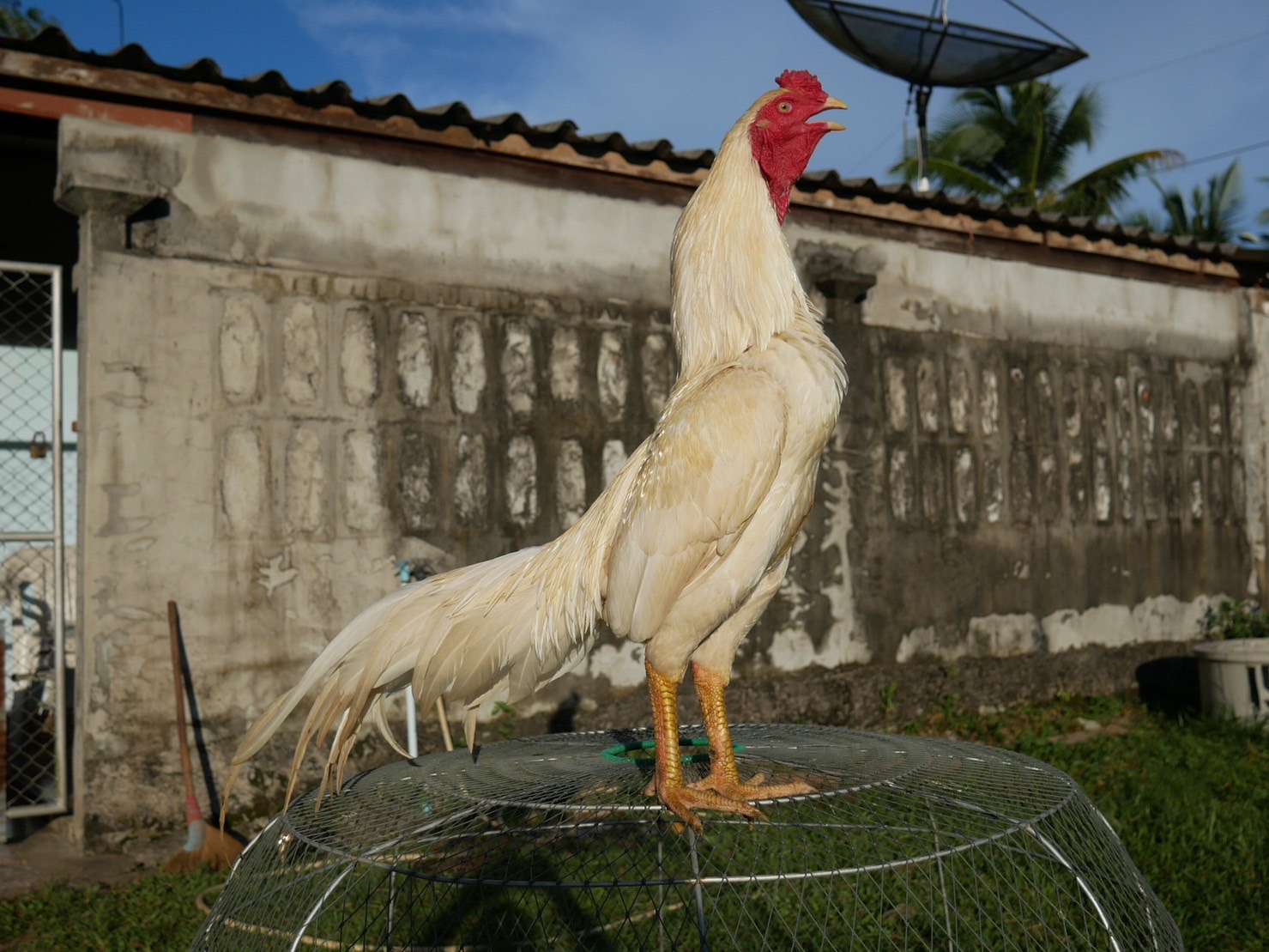 ชี ชนะแล้ว 1 ไฟล์ นน. 3.1