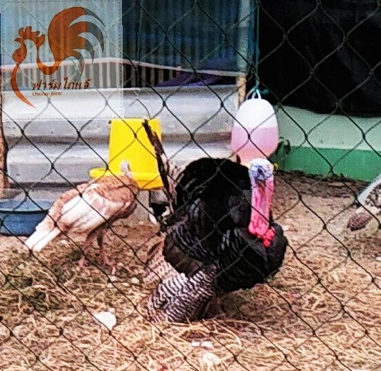 เลี้ยงไก่งวง