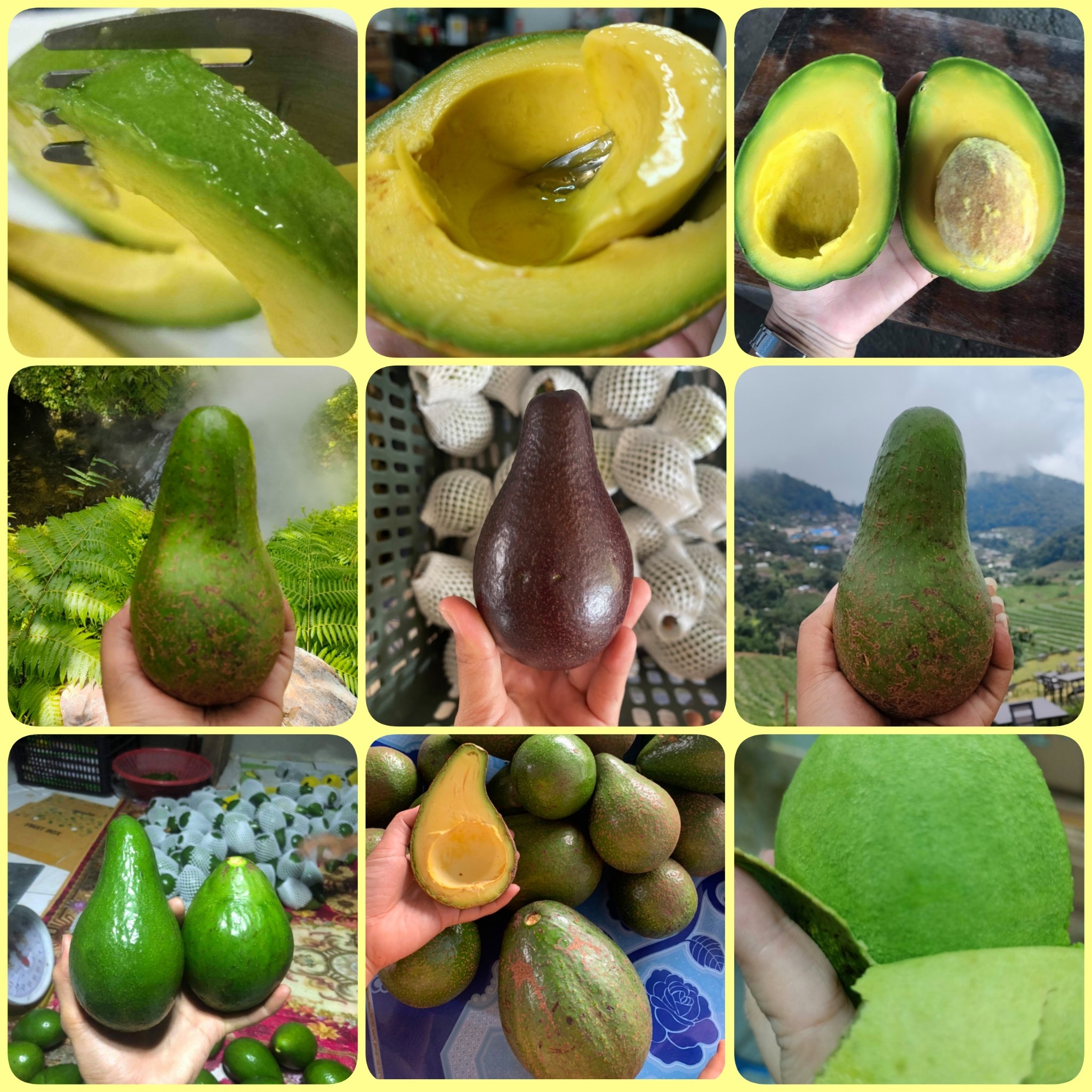 อะโวคาโด พื้นเมืองเชียงใหม่