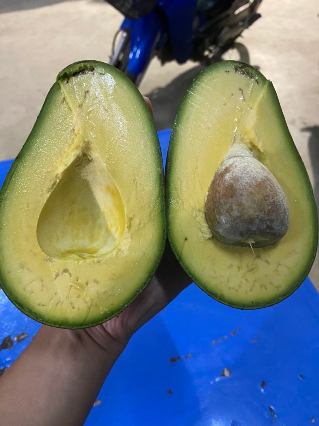 อะโวคาโด พื้นเมืองเชียงใหม่