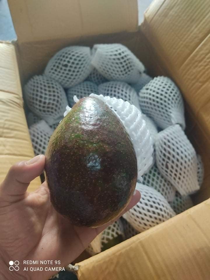 อะโวคาโด พื้นเมืองเชียงใหม่