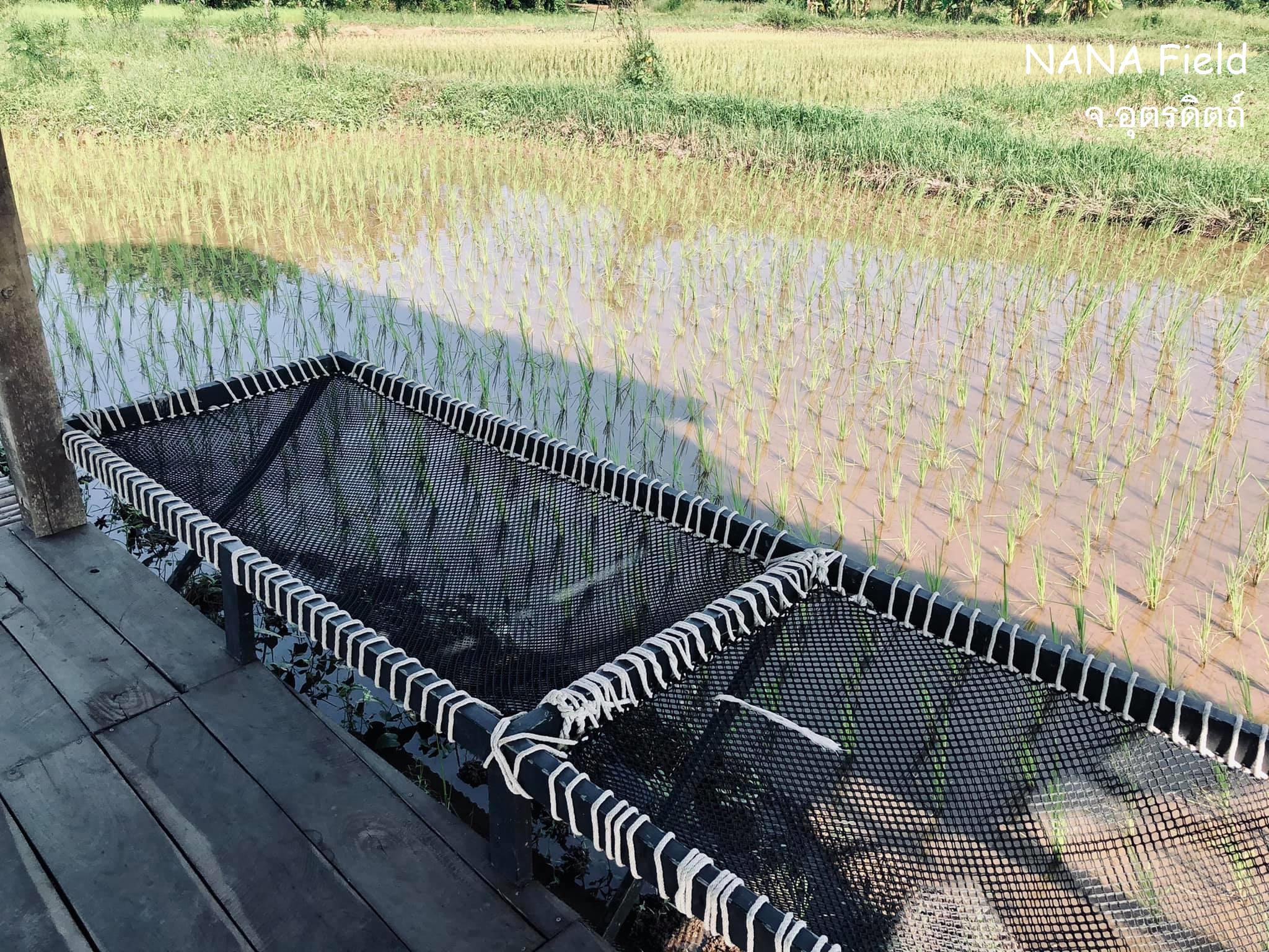 Hammock เปลตาข่ายนั่งเล่น ตาข่ายเช็คอินคาเฟ่ ตาข่ายกันตก