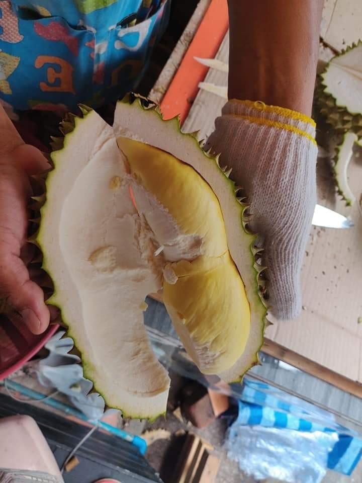 ทุเรียน เกรดพรีเมียม