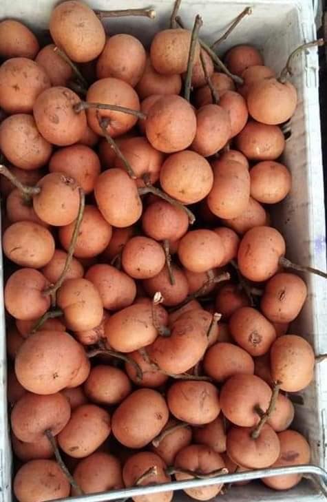 ลำแข ผลไม้พื้นบ้านภาคใต้