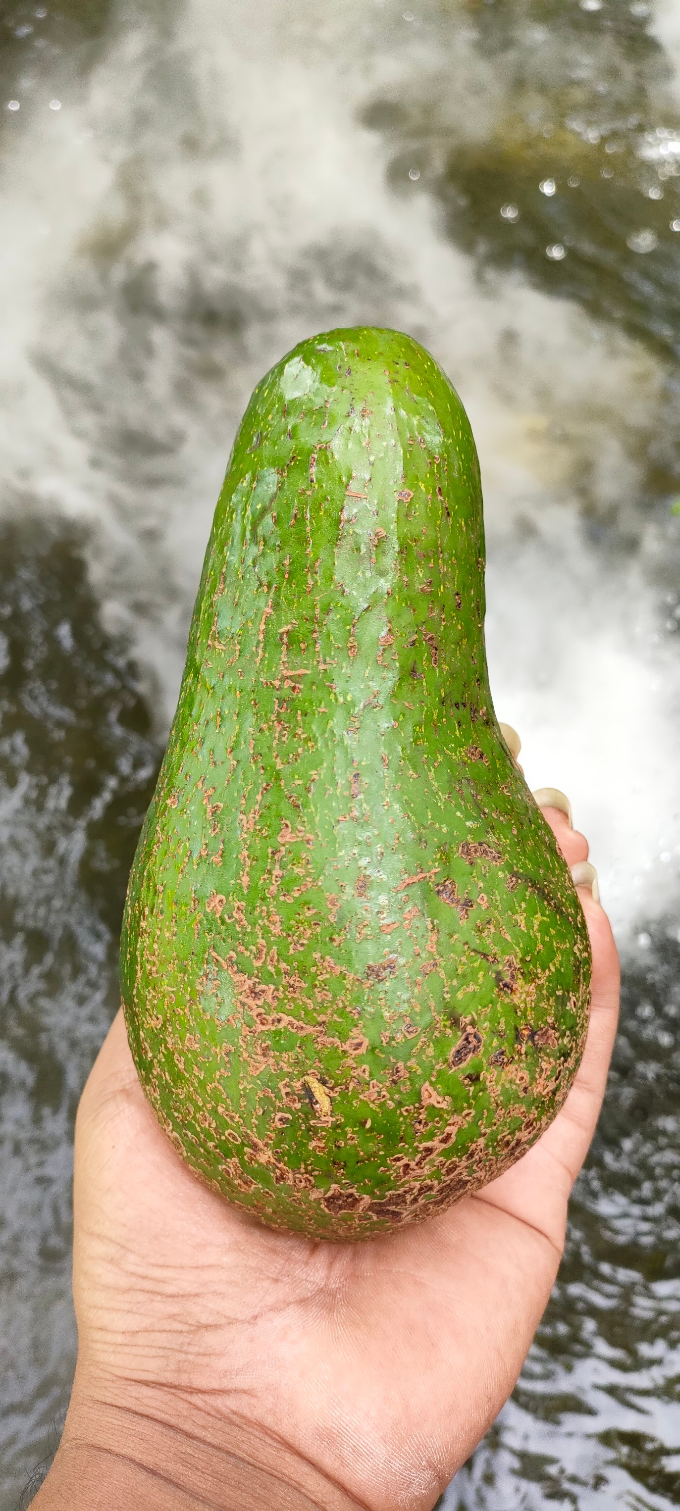 อะโวคาโด พื้นเมืองเชียงใหม่