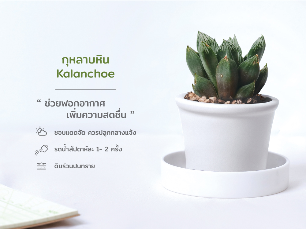 ปฏิทิน ปฎิทินตั้งโต๊ะ2568 Calendar2025 ชุด12พันธุ์ไม้ฟอกอากาศ ปฏิทินไทย มีบอกวันพระ วันหยุด