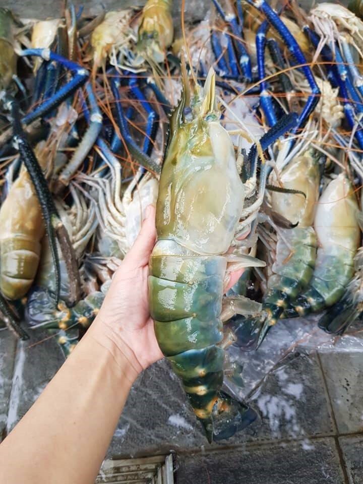 กุ้งจัมโบ้
