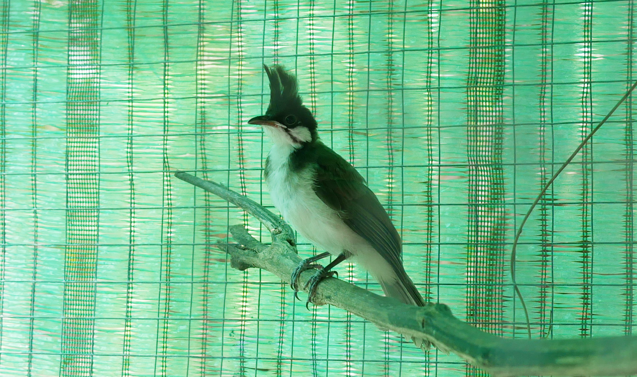 นกกรงหัวจุกลูกเพาะ สายเวียดนามร้อย