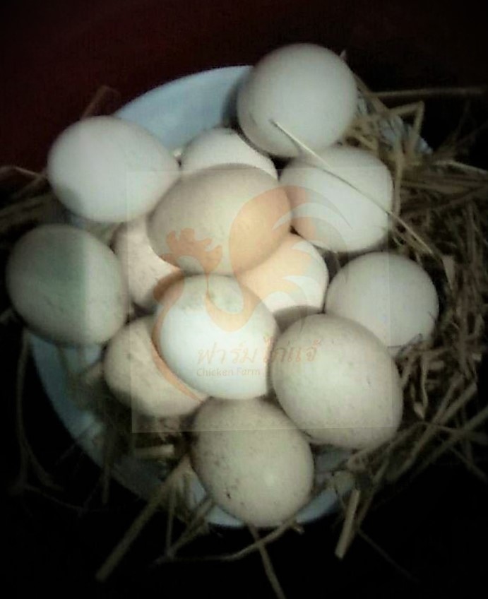 ฟักไข่ไก่งวง