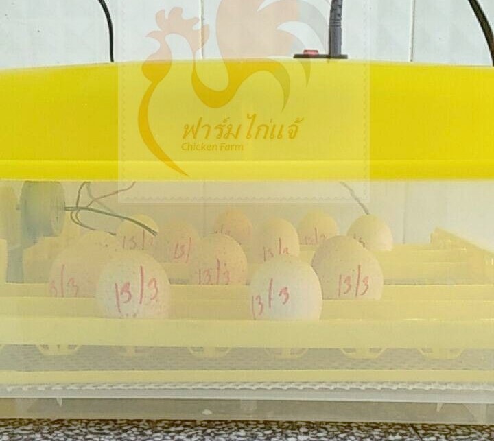ฟักไข่ไก่งวง
