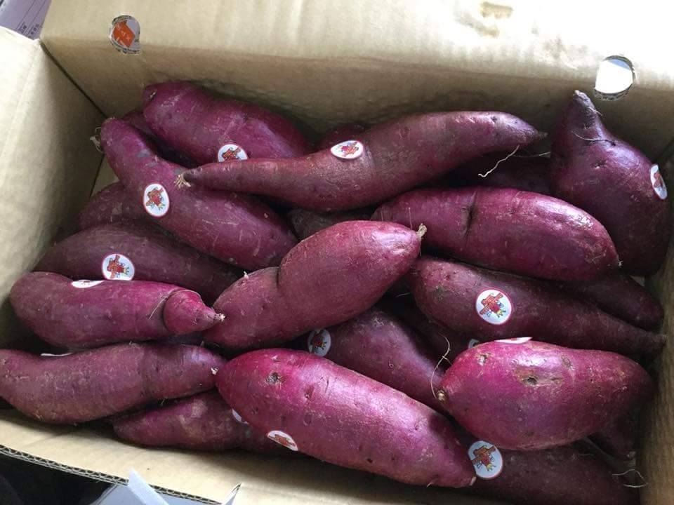 มันม่วงญี่ปุ่น