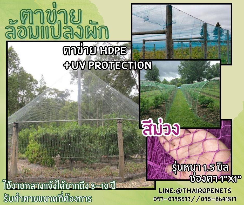 ตาข่ายล้อมแปลงผัก สีม่วง ตาข่าย HDPE รุ่นหนา 1.5 มิล ช่องตา 1x1 นิ้ว เคลือบสารป้องกัน UV ทนแดด ทนฝน มีความหนาแน่นสูง ทนต่อแรงดึง