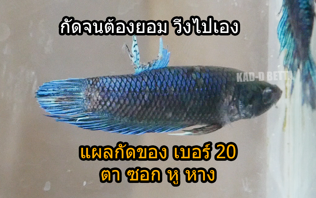 เบอร์ 20 สีเขียวทั้งบ่อ