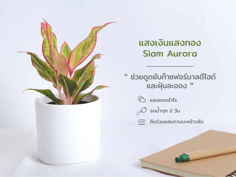 ปฏิทิน ปฎิทินตั้งโต๊ะ2568 Calendar2025 ชุด12พันธุ์ไม้ฟอกอากาศ ปฏิทินไทย มีบอกวันพระ วันหยุด