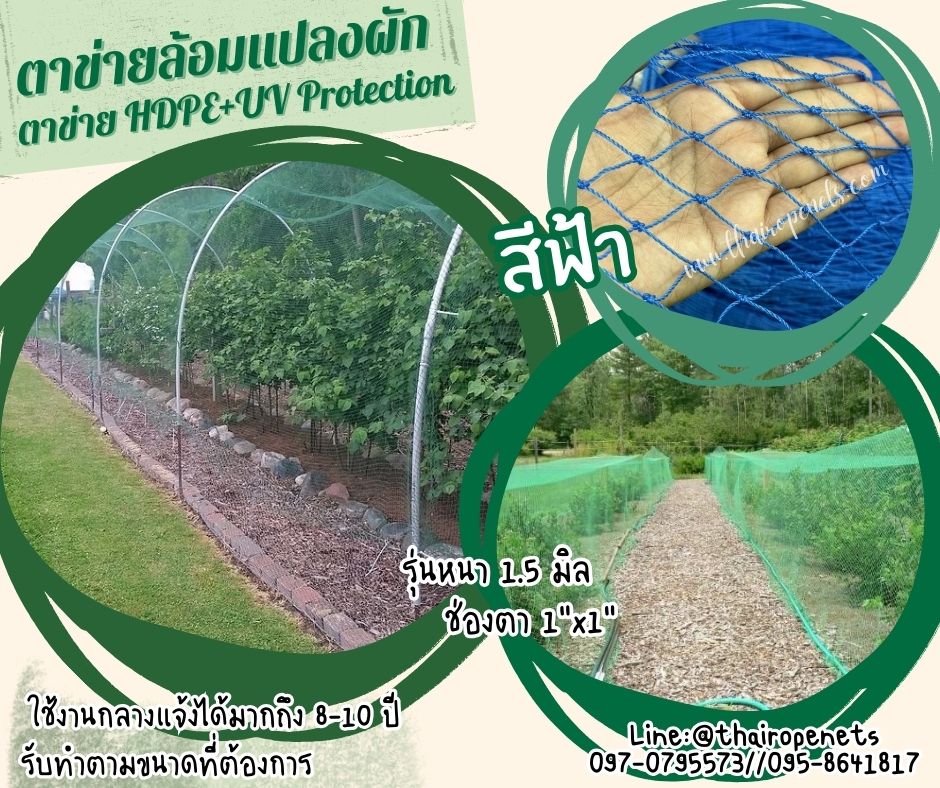 ตาข่ายกั้นแนวผัก สีฟ้า ตาข่าย HDPE รุ่นหนา 1.5 มิล ช่องตา 1x1 นิ้ว เคลือบสารป้องกัน UV ทนแดด ทนฝน มีความหนาแน่นสูง ทนต่อแรงดึง
