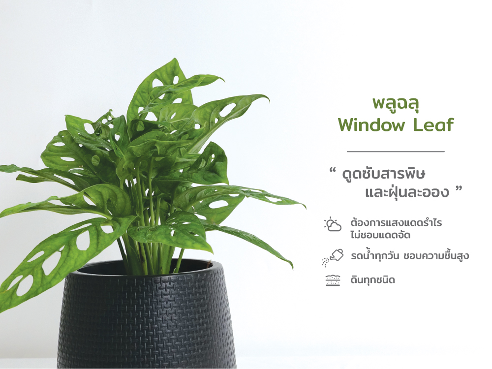 ปฏิทิน ปฎิทินตั้งโต๊ะ2568 Calendar2025 ชุด12พันธุ์ไม้ฟอกอากาศ ปฏิทินไทย มีบอกวันพระ วันหยุด