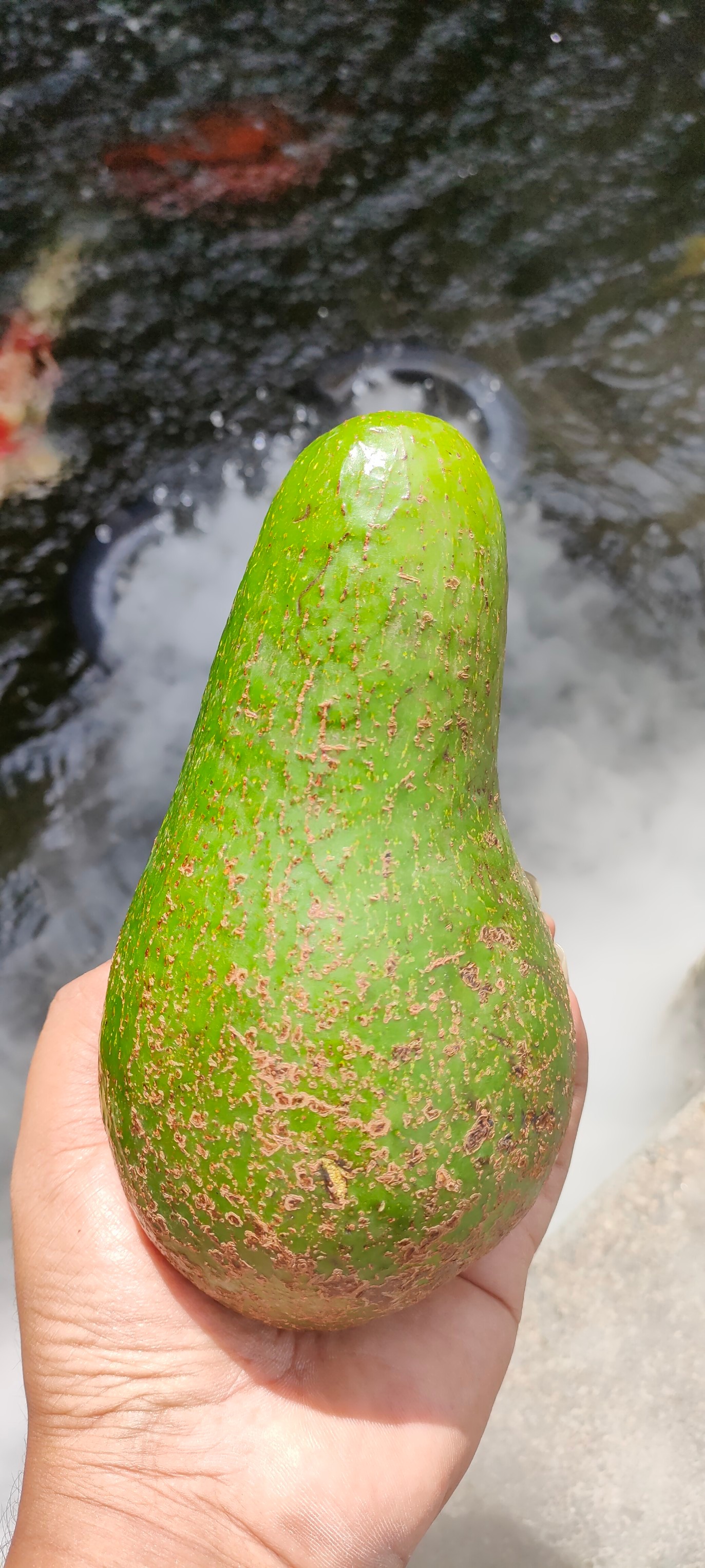 อะโวคาโด พื้นเมืองเชียงใหม่