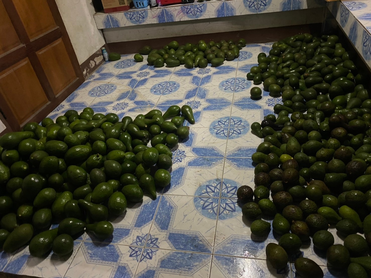 อะโวคาโด พื้นเมืองเชียงใหม่