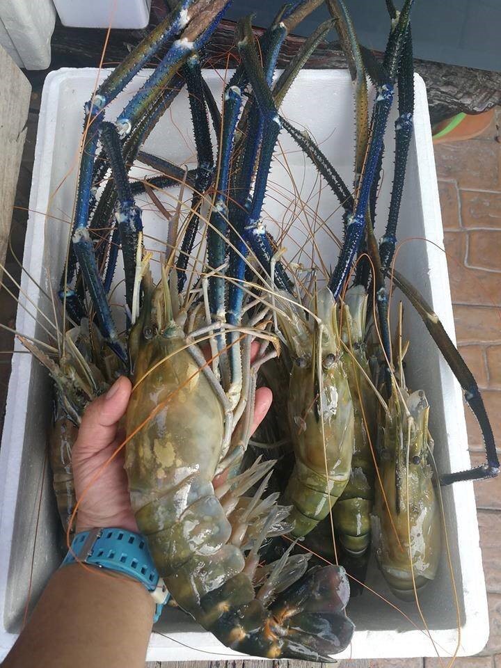 กุ้งจัมโบ้