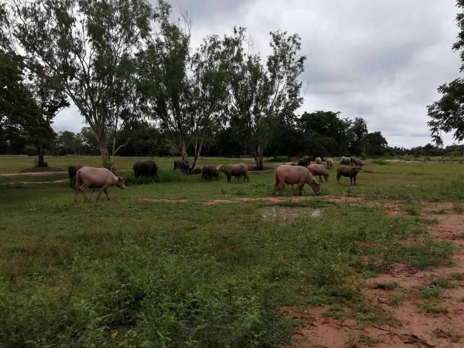 ขายที่ดิน ต.ท่าโพ อ.หนองขาหย่าง จ.อุทัยธานี มีเนื้อที่ทั้งหมด 3 แปลง ขายไร่ล่ะ 200,000 บาท