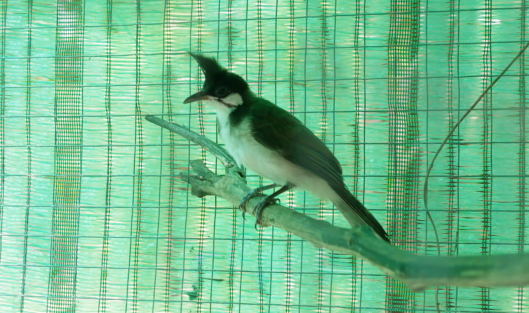 นกกรงหัวจุกลูกเพาะ สายเวียดนามร้อย