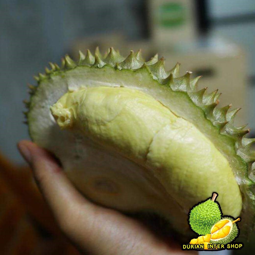 ทุเรียนหลงลับแล