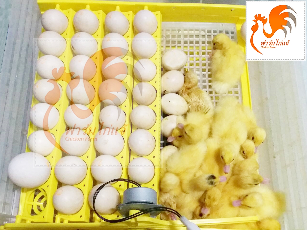 เครื่องฟักไข่เป็ด