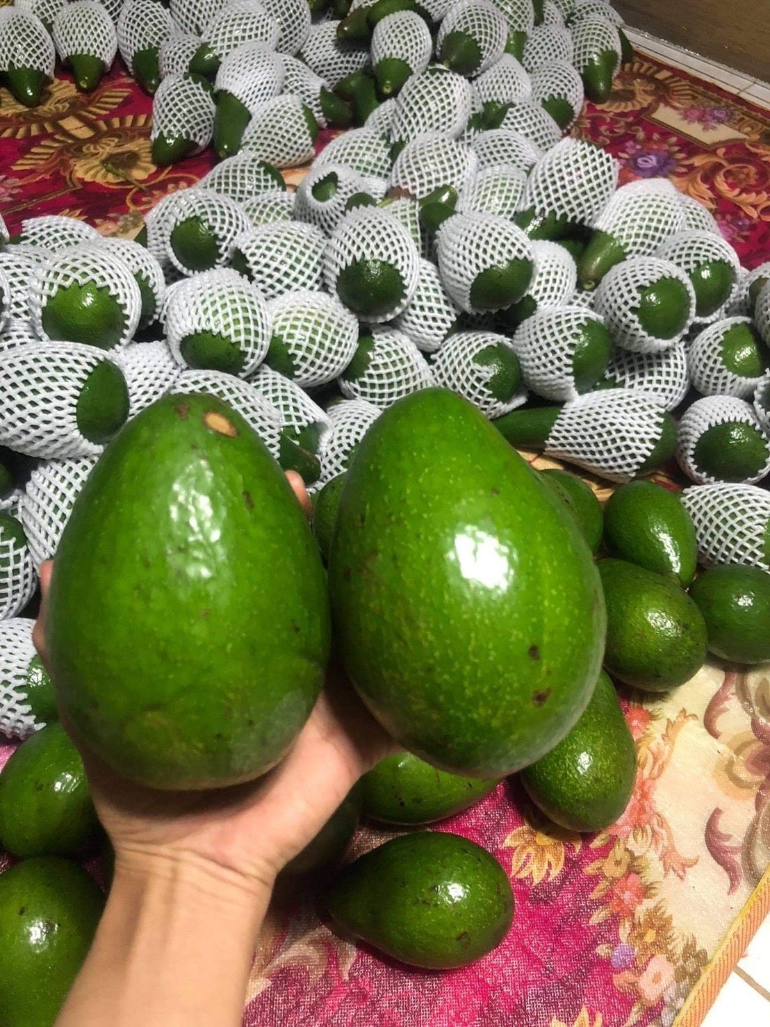 อะโวคาโด พื้นเมืองเชียงใหม่