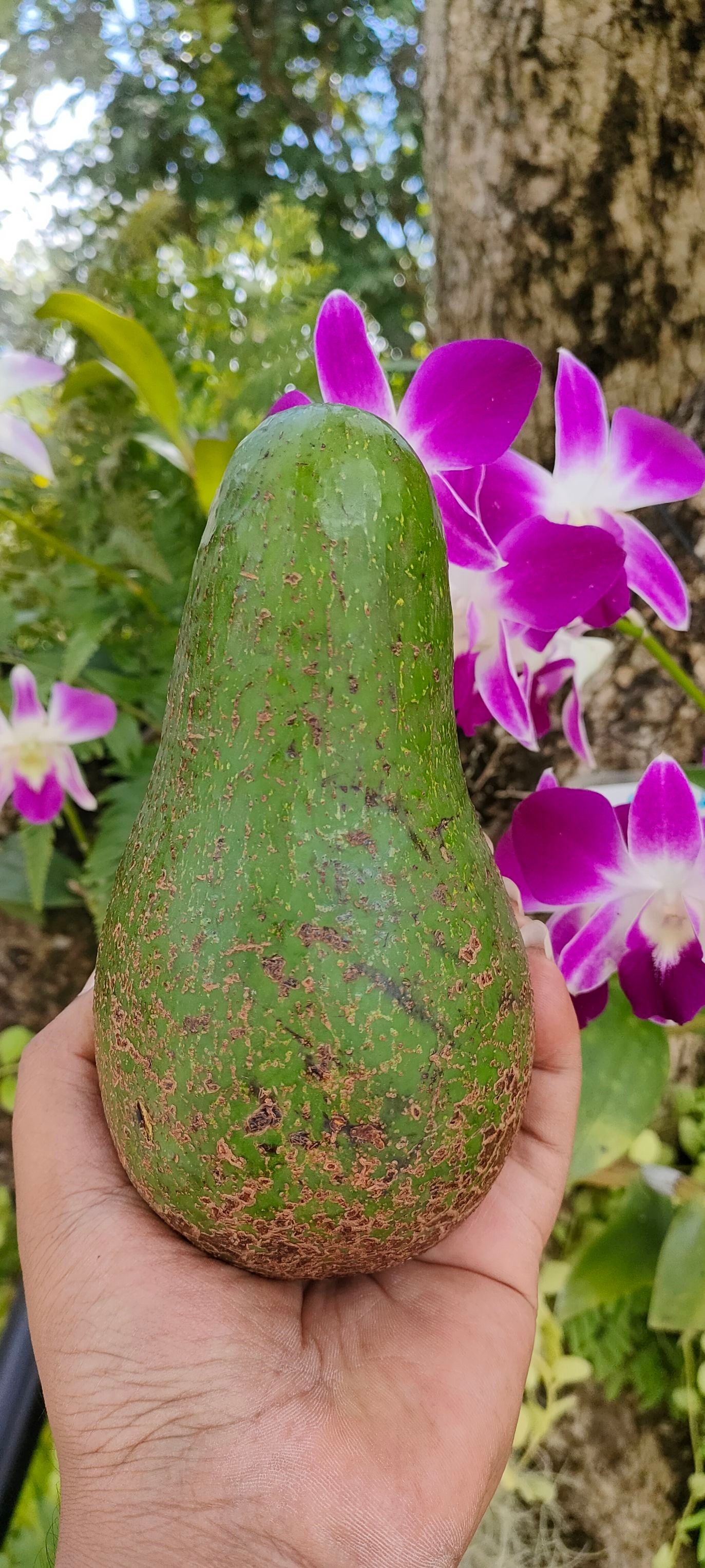 อะโวคาโด พื้นเมืองเชียงใหม่