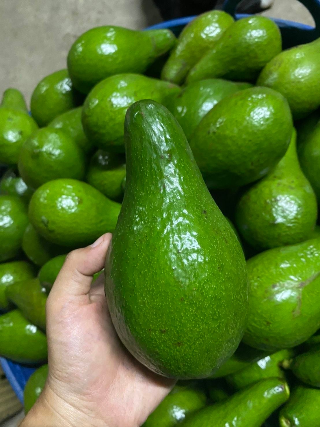 อะโวคาโด พื้นเมืองเชียงใหม่