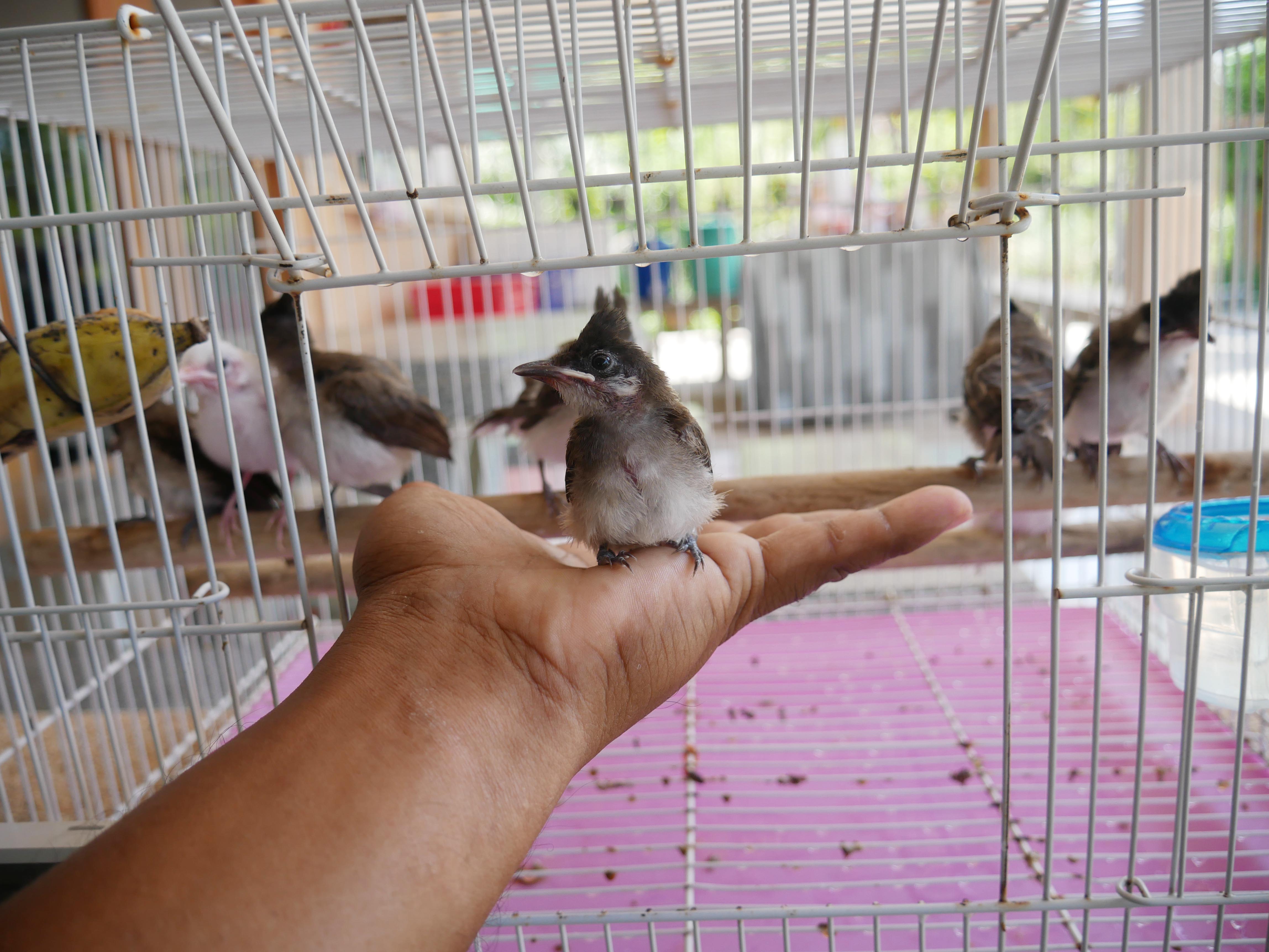 25อินโด เบิ้ล หมึกเข้มรอบคอ (เพศผู้)