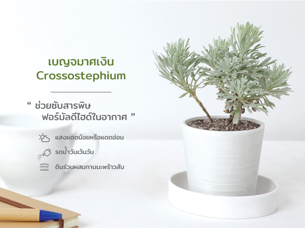 ปฏิทิน ปฎิทินตั้งโต๊ะ2568 Calendar2025 ชุด12พันธุ์ไม้ฟอกอากาศ ปฏิทินไทย มีบอกวันพระ วันหยุด