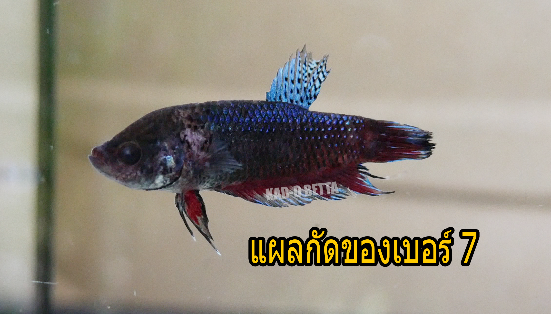 เบอร์ 7 เขี้ยว 75% ปลามี 2 สีครับ ม่วงครามๆ กับเทา ขนาด 1.3-1.6
