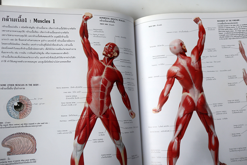 พจนานุกรมรูปภาพ ร่างกายของเรา