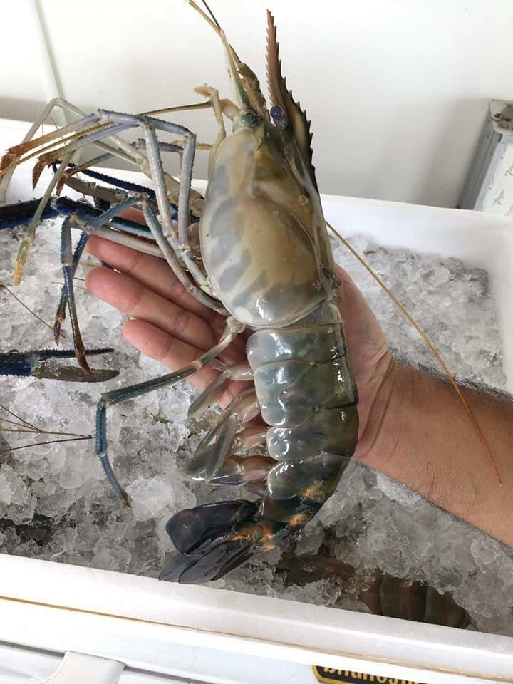 กุ้งจัมโบ้