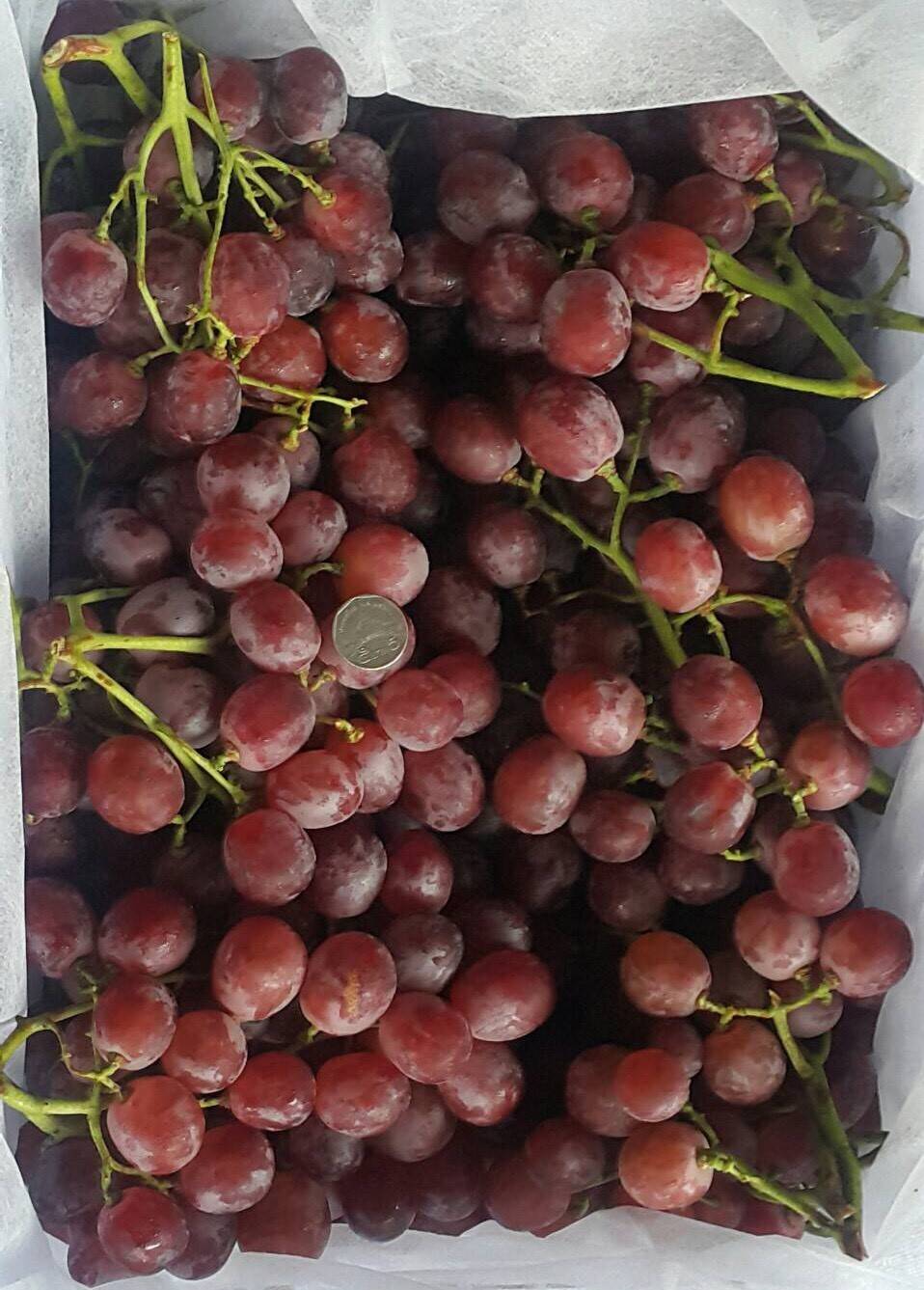 องุ่นแดงนอก มีเมล็ด