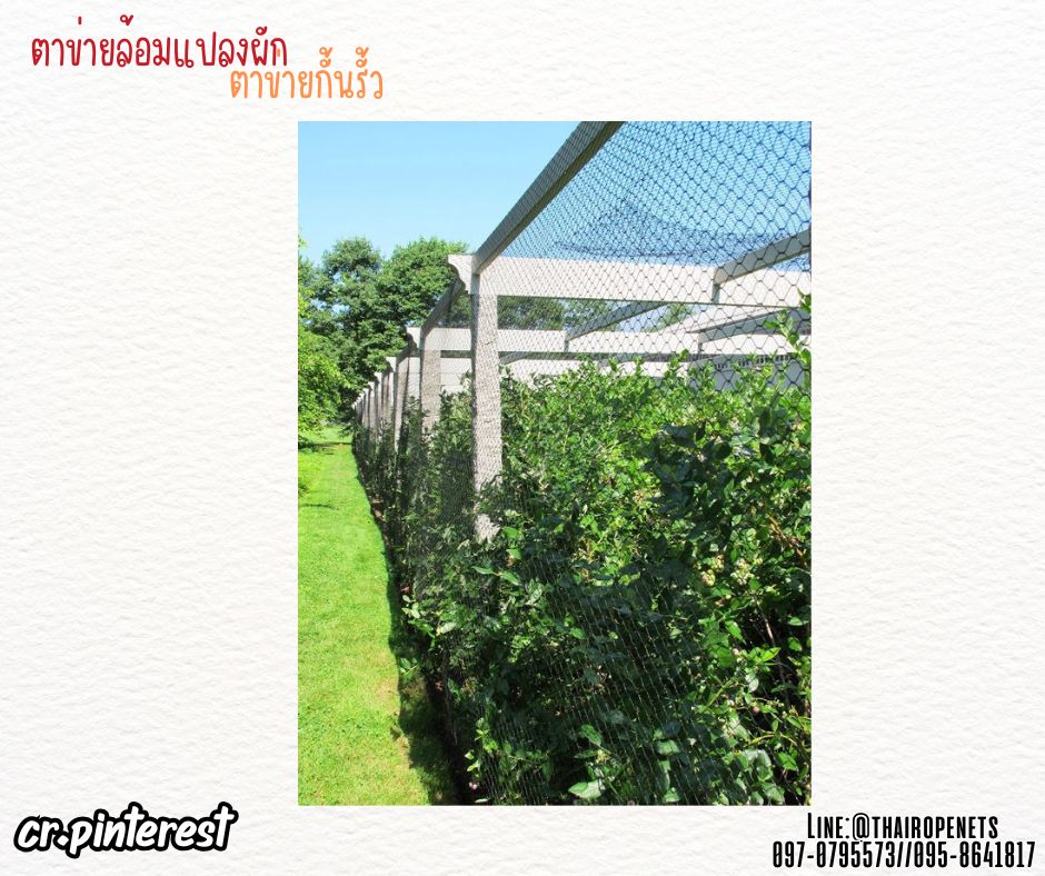 ตาข่ายกั้นรั้วผักสวนครัว สีดำ เชือกหนา 1.3 มิล ช่องตา1x1 นิ้ว ตาข่ายล้อมแปลงผัก รับทำตามขนาดที่ต้องการ