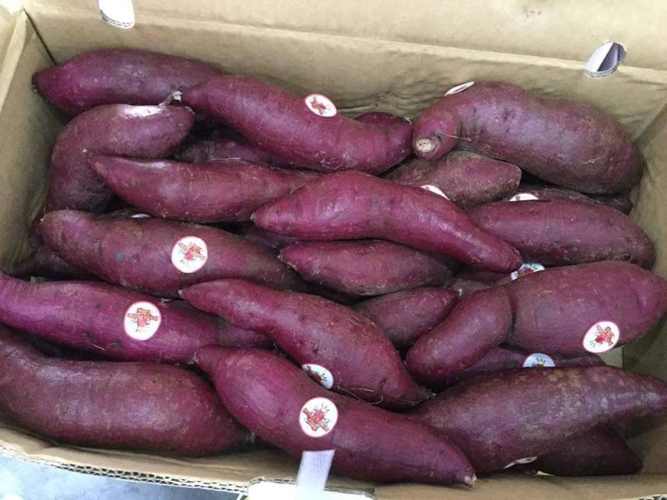 มันม่วงญี่ปุ่น